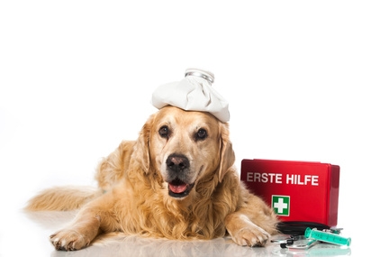 Erste Hilfe beim Hund Erste Hilfe beim Hund