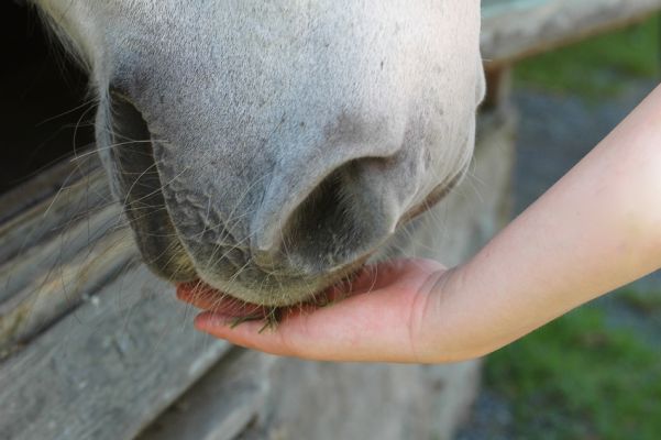 Pferdemaul Pferdemaul